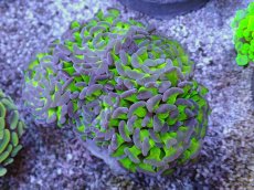 画像1: No.11 ナガレハナサンゴ　茎グリーンお花畑　ブランチ (1)