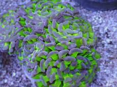 画像2: No.11 ナガレハナサンゴ　茎グリーンお花畑　ブランチ (2)