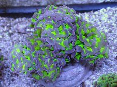 画像1: No.12 ナガレハナサンゴ　茎グリーンお花畑　ブランチ (1)