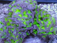 画像2: No.12 ナガレハナサンゴ　茎グリーンお花畑　ブランチ (2)