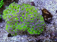 画像1: No.13 ナガレハナサンゴ　茎グリーンお花畑　ブランチ (1)