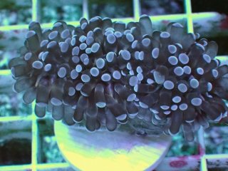 No.1 サンゾアンシッド スーパーグリーン 2ポリプ 【珍しい、レアな