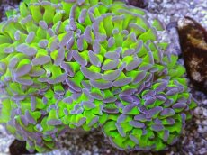 画像2: No.13 ナガレハナサンゴ　茎グリーンお花畑　ブランチ (2)