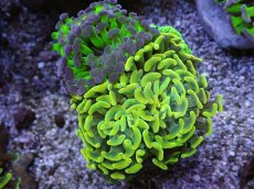 画像1: No.14 ナガレハナサンゴ　カラフルお花畑　ブランチ (1)