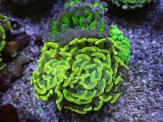 画像2: No.14 ナガレハナサンゴ　カラフルお花畑　ブランチ (2)