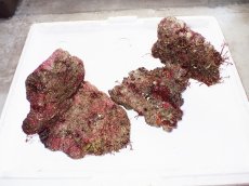 画像1: No.1 ライブロック　二個セット　海藻など付き　約2.4ｋｇ　　【人気No.1】 (1)