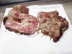 画像2: No.1 ライブロック　二個セット　海藻など付き　約2.4ｋｇ　　【人気No.1】 (2)