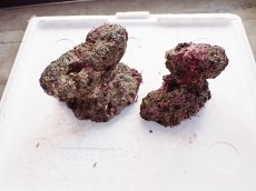 画像1: No.2 ライブロック　二個セット　海藻など付き　約2.2ｋｇ　　【人気No.1】 (1)