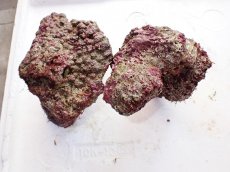 画像2: No.2 ライブロック　二個セット　海藻など付き　約2.2ｋｇ　　【人気No.1】 (2)