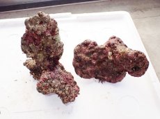 画像1: No.3 ライブロック　二個セット　海藻など付き　約1.8ｋｇ　　【人気No.1】 (1)