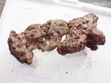 画像2: No.3 ライブロック　二個セット　海藻など付き　約1.8ｋｇ　　【人気No.1】 (2)