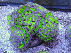 画像2: No.16 ナガレハナサンゴ　茎グリーンお花畑　ブランチ (2)