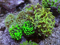 画像1: No.17 ナガレハナサンゴ　カラフルお花畑　ブランチ (1)