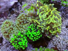 画像2: No.17 ナガレハナサンゴ　カラフルお花畑　ブランチ (2)