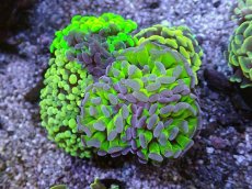 画像1: No.18 ナガレハナサンゴ　カラフルお花畑　ブランチ (1)