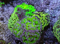画像2: No.18 ナガレハナサンゴ　カラフルお花畑　ブランチ (2)