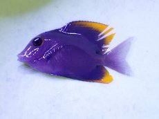 画像1: No.1 トミニエンシスタン (1)