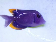 画像2: No.1 トミニエンシスタン (2)