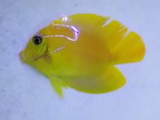 画像1: No.1 クログチニザダイ イエロー (1)
