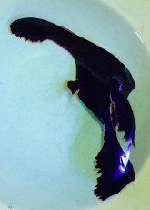 画像2: No.1 アカククリ (2)