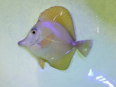 画像1: No.1 ゴマハギ イエロータイプ (1)