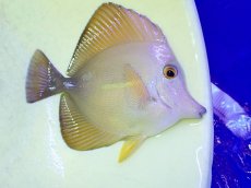 画像1: No.3 ゴマハギ イエロータイプ (1)