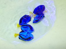 画像1: No.1 ナンヨウハギ　１匹 (1)