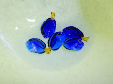 画像2: No.1 ナンヨウハギ　１匹 (2)