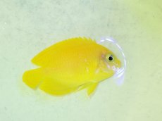 画像2: No.1 ヘラルドヤッコ (2)