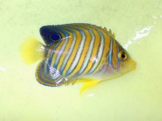 画像2: No.3 ニシキヤッコ (2)