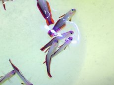 画像1: No.1 アケボノハゼ　１匹 (1)