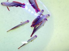 画像2: No.1 アケボノハゼ　１匹 (2)