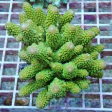 画像1: No.135 フィジー産 ツツユビミドリイシ (1)