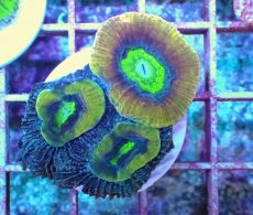 画像1: No.1 オーストラリア産 キクメイシsp (1)