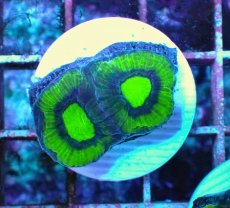 画像1: No.2 オーストラリア産 キクメイシsp (1)