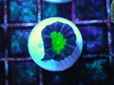 画像1: No.2 フィジー産 ネジレタバネサンゴ ツートン (1)