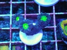 画像1: No.4 フィジー産 ネジレタバネサンゴ ツートン (1)