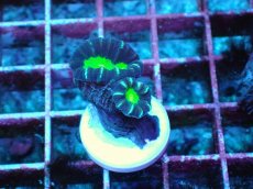 画像1: No.6 フィジー産 ネジレタバネサンゴ ツートン (1)