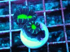 画像2: No.6 フィジー産 ネジレタバネサンゴ ツートン (2)