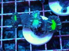 画像1: No.7 フィジー産 ネジレタバネサンゴ ツートン (1)