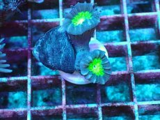 画像1: No.9 フィジー産 ネジレタバネサンゴ ツートン (1)