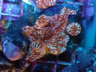 アクアスタイルユー（AQUASTYLEYOU）｜海水魚・サンゴの通販 販売