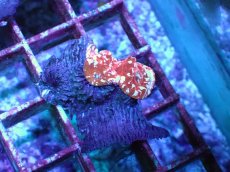 画像2: No.4 フィジー産 キッカサンゴ (2)