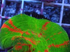 画像2: No.1 オーストラリア産 スコリミア　bleeding apple (2)