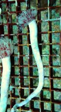 画像1: No.6 ハードチューブ 霜降り レッド＆ホワイト (1)