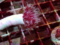 画像2: No.8 ハードチューブ 霜降り レッド＆ホワイト (2)