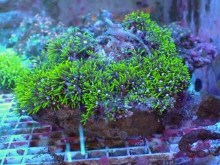 スターポリプを買うならアクアスタイルユー｜大阪からサンゴを全国に