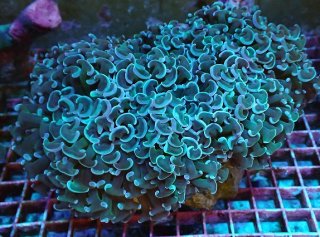 ナガレハナサンゴを買うならアクアスタイルユー｜大阪からサンゴを全国