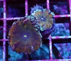 画像1: No.5 オオタバサンゴ ツートン (1)