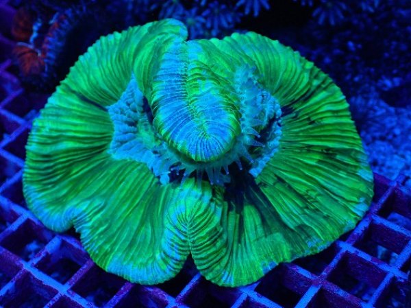 ヒメマツミドリイシ No.2 フィジー産 ヒメマツミドリイシ SPS ハードコーラル サンゴ